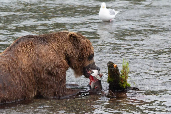 Medvěd Šedý Národním Parku Aljaška Katmai Loví Lososy Ursus Arctos — Stock fotografie