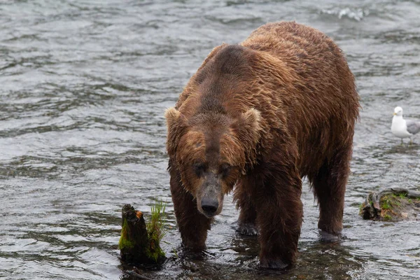 알래스카 공원에 회색곰 Ursus Arctos Horribilis — 스톡 사진