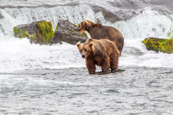 アラスカ州のグリズリークマカトマイ国立公園はサーモンを狩る Ursus Arctos Fulbilis — ストック写真