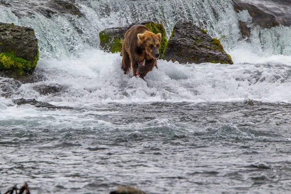 Niedźwiedź Grizzly Alasce Katmai National Park Poluje Łososie Ursus Arctos — Zdjęcie stockowe