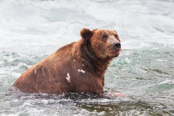 Oso Pardo Alaska Parque Nacional Katmai Caza Salmones Ursus Arctos —  Fotos de Stock