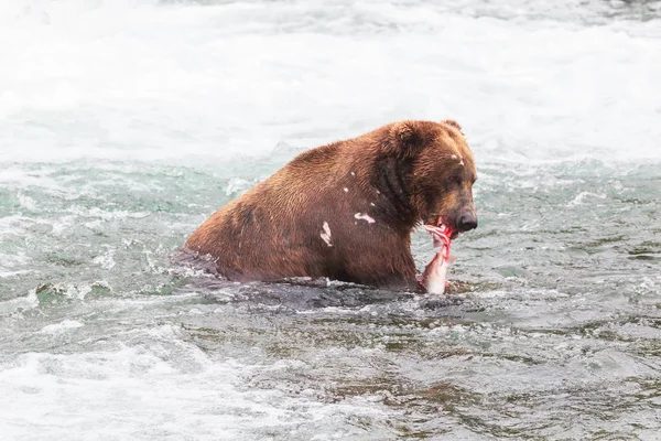 Medvěd Šedý Národním Parku Aljaška Katmai Loví Lososy Ursus Arctos — Stock fotografie