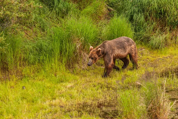 Grizzlybär Alaska Katmai Nationalpark Jagt Lachse Ursus Arctos Horribilis — Stockfoto