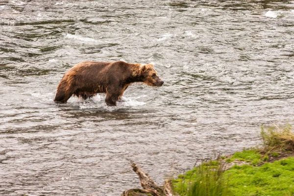 Grizzlybeer Alaska Katmai National Park Jaagt Zalmen Ursus Arctos Horribilis — Stockfoto