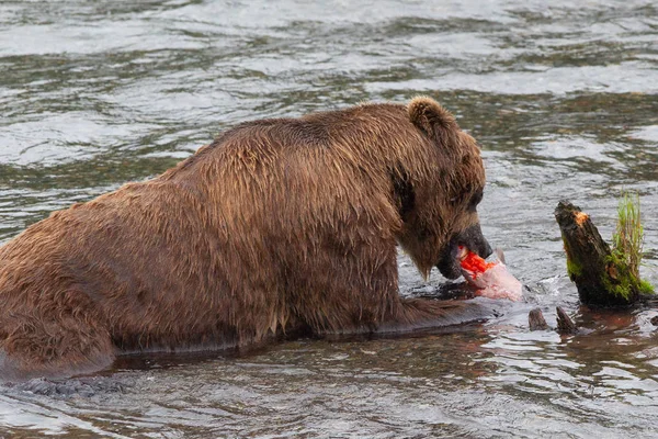 알래스카 공원에 회색곰 Ursus Arctos Horribilis — 스톡 사진