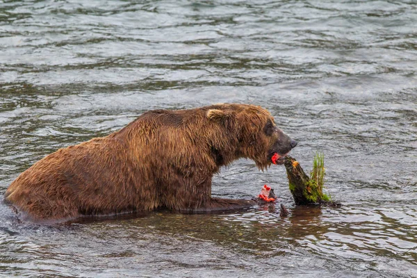 Grizzlybeer Alaska Katmai National Park Jaagt Zalmen Ursus Arctos Horribilis — Stockfoto