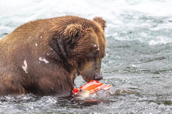 Orso Grizzly Alaska Katmai National Park Caccia Salmoni Ursus Arctos — Foto Stock