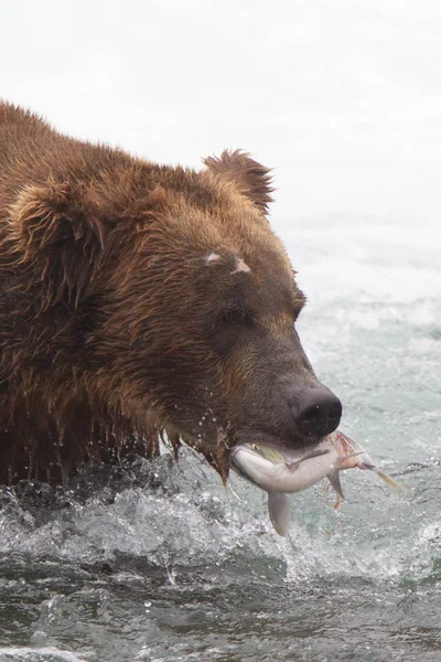 Grizzlybeer Alaska Katmai National Park Jaagt Zalmen Ursus Arctos Horribilis — Stockfoto