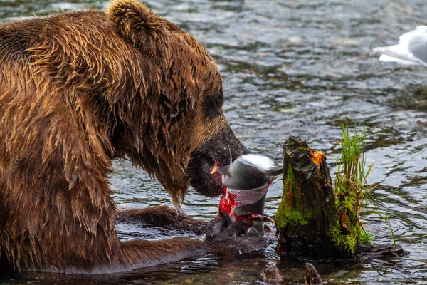 Grizzlybeer Alaska Katmai National Park Jaagt Zalmen Ursus Arctos Horribilis — Stockfoto