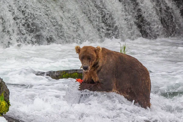 Grizzlybeer Alaska Katmai National Park Jaagt Zalmen Ursus Arctos Horribilis — Stockfoto