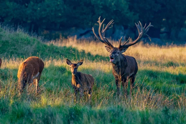 Red Deer Stags Cervus Elaphus — Stockfoto