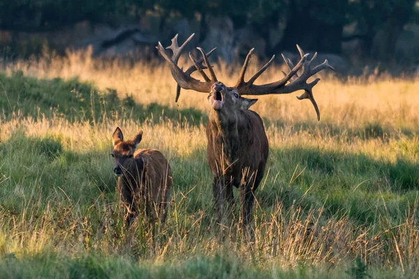 Red Deer Stags Cervus Elaphus — Stockfoto