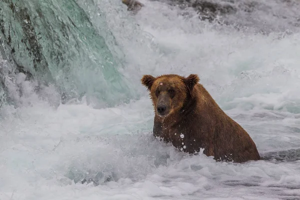 Grizzly Bear Alaska Katmai National Park Hunts Salmons Ursus Arctos Stock Image