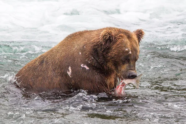 Grizzly Bear Alaska Katmai National Park Hunts Salmons Ursus Arctos Stock Photo