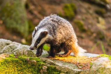 Ormanda porsuk, doğadaki hayvan, Almanya, Avrupa. Vahşi Porsuk, Meles meles, ağaçtaki hayvan. Memeli çevrede, yağmurlu bir gün.