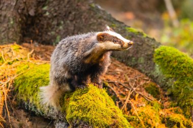 Ormanda porsuk, doğadaki hayvan, Almanya, Avrupa. Vahşi Porsuk, Meles meles, ağaçtaki hayvan. Memeli çevrede, yağmurlu bir gün.