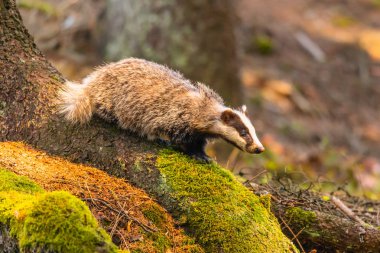 Ormanda porsuk, doğadaki hayvan, Almanya, Avrupa. Vahşi Porsuk, Meles meles, ağaçtaki hayvan. Memeli çevrede, yağmurlu bir gün.