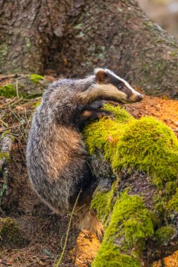 Ormanda porsuk, doğadaki hayvan, Almanya, Avrupa. Vahşi Porsuk, Meles meles, ağaçtaki hayvan. Memeli çevrede, yağmurlu bir gün.