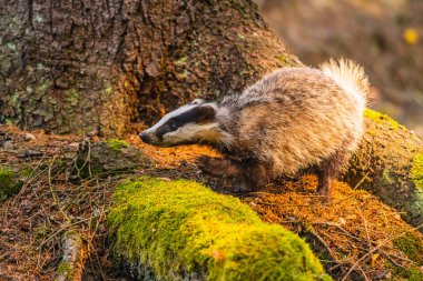 Ormanda porsuk, doğadaki hayvan, Almanya, Avrupa. Vahşi Porsuk, Meles meles, ağaçtaki hayvan. Memeli çevrede, yağmurlu bir gün.