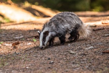 Ormanda porsuk, doğadaki hayvan, Almanya, Avrupa. Vahşi Porsuk, Meles meles, ağaçtaki hayvan. Memeli çevrede, yağmurlu bir gün.