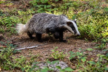 Ormanda porsuk, doğadaki hayvan, Almanya, Avrupa. Vahşi Porsuk, Meles meles, ağaçtaki hayvan. Memeli çevrede, yağmurlu bir gün.