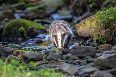 Ormanda porsuk, doğadaki hayvan, Almanya, Avrupa. Vahşi Porsuk, Meles meles, ağaçtaki hayvan. Memeli çevrede, yağmurlu bir gün.