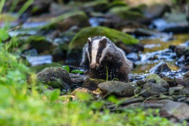 Ormanda porsuk, doğadaki hayvan, Almanya, Avrupa. Vahşi Porsuk, Meles meles, ağaçtaki hayvan. Memeli çevrede, yağmurlu bir gün.