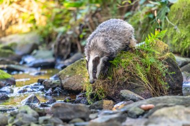 Ormanda porsuk, doğadaki hayvan, Almanya, Avrupa. Vahşi Porsuk, Meles meles, ağaçtaki hayvan. Memeli çevrede, yağmurlu bir gün.