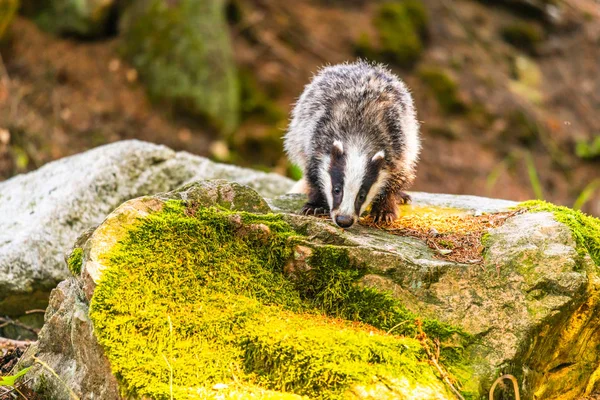 Badger in forest, animal in nature habitat, Germany, Europe. Wild Badger, Meles meles, animal in the wood. Mammal in environment, rainy day.