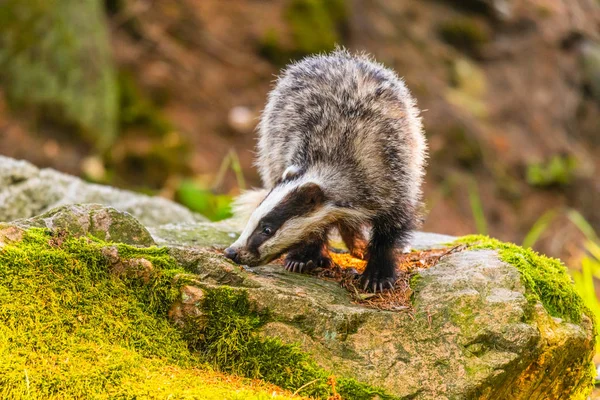 Badger Forest Animal Nature Habitat Germany Europe Wild Badger Meles — Stock Photo, Image