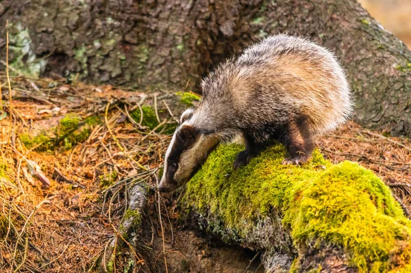 Badger Bos Dieren Natuur Habitat Duitsland Europa Wilde Badger Meles — Stockfoto