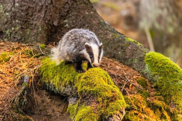 Badger in forest, animal in nature habitat, Germany, Europe. Wild Badger, Meles meles, animal in the wood. Mammal in environment, rainy day.