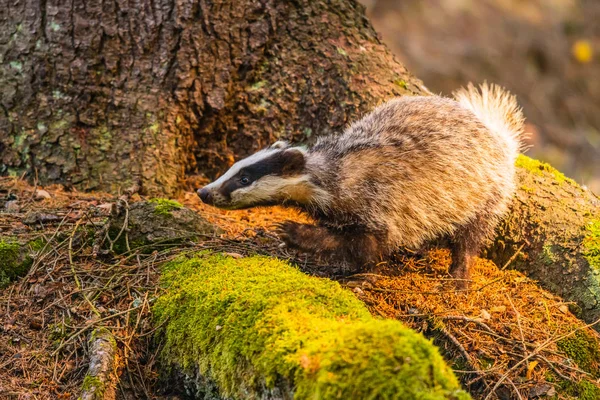 Badger in forest, animal in nature habitat, Germany, Europe. Wild Badger, Meles meles, animal in the wood. Mammal in environment, rainy day.