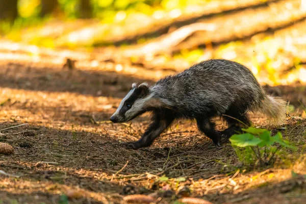 Badger Bos Dieren Natuur Habitat Duitsland Europa Wilde Badger Meles — Stockfoto