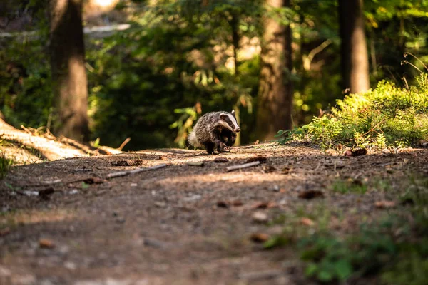 Blaireau Forêt Animal Dans Habitat Naturel Allemagne Europe Blaireau Sauvage — Photo