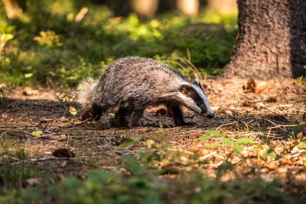 Badger in forest, animal in nature habitat, Germany, Europe. Wild Badger, Meles meles, animal in the wood. Mammal in environment, rainy day.