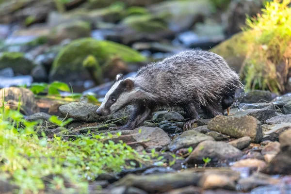 Jezevec Lese Zvíře Přírodě Německo Evropa Divoký Badger Meles Meles — Stock fotografie