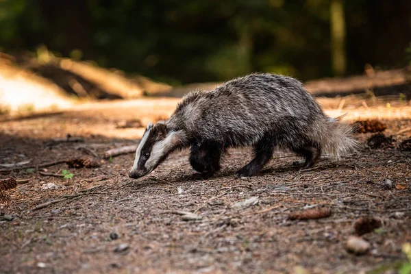 Tejón Bosque Animal Hábitat Natural Alemania Europa Tejón Salvaje Meles —  Fotos de Stock