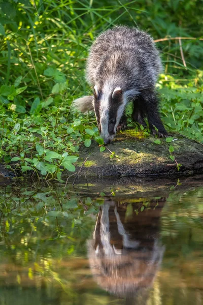 Badger Hutan Hewan Habitat Alam Jerman Eropa Wild Badger Meles — Stok Foto