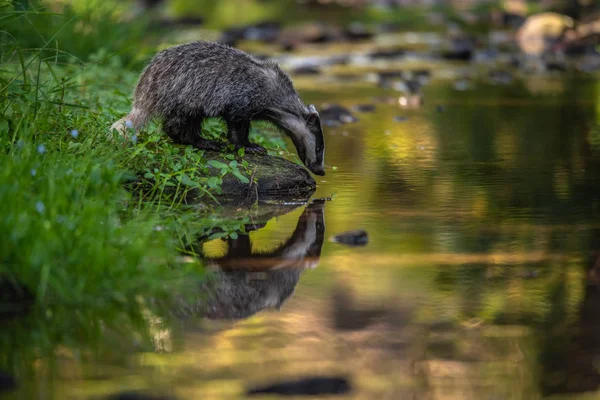 Jezevec Lese Zvíře Přírodě Německo Evropa Divoký Badger Meles Meles — Stock fotografie