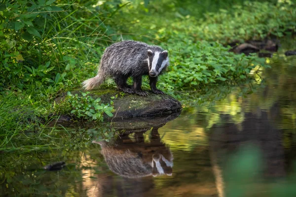 Badger Hutan Hewan Habitat Alam Jerman Eropa Wild Badger Meles — Stok Foto