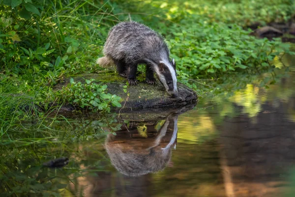 Jezevec Lese Zvíře Přírodě Německo Evropa Divoký Badger Meles Meles — Stock fotografie