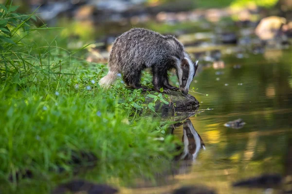 Badger Hutan Hewan Habitat Alam Jerman Eropa Wild Badger Meles — Stok Foto