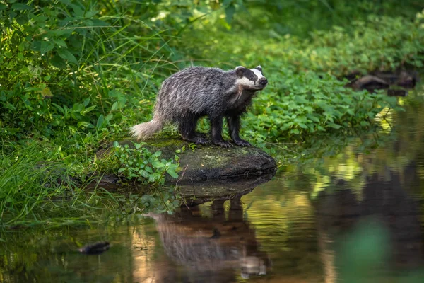 Badger Bos Dieren Natuur Habitat Duitsland Europa Wilde Badger Meles — Stockfoto