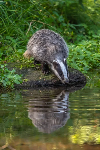 Badger in forest, animal in nature habitat, Germany, Europe. Wild Badger, Meles meles, animal in the wood. Mammal in environment, rainy day.