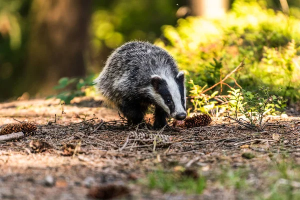 Jezevec Lese Zvíře Přírodě Německo Evropa Divoký Badger Meles Meles — Stock fotografie