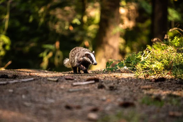 Borz Erdőben Állatok Természetben Élőhely Németország Európa Vad Borz Meles — Stock Fotó