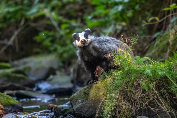 Badger in forest, animal in nature habitat, Germany, Europe. Wild Badger, Meles meles, animal in the wood. Mammal in environment, rainy day.