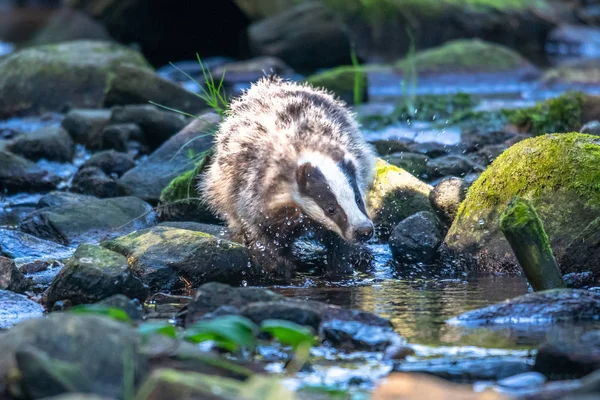 Jezevec Lese Zvíře Přírodě Německo Evropa Divoký Badger Meles Meles — Stock fotografie