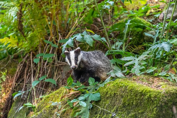 Badger in forest, animal in nature habitat, Germany, Europe. Wild Badger, Meles meles, animal in the wood. Mammal in environment, rainy day.